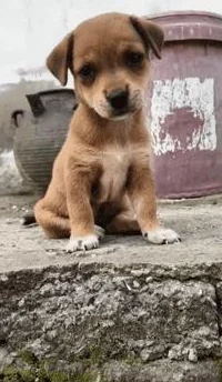 狗儿长大了1—40：从幼犬到成年，见证忠诚与陪伴的成长历程