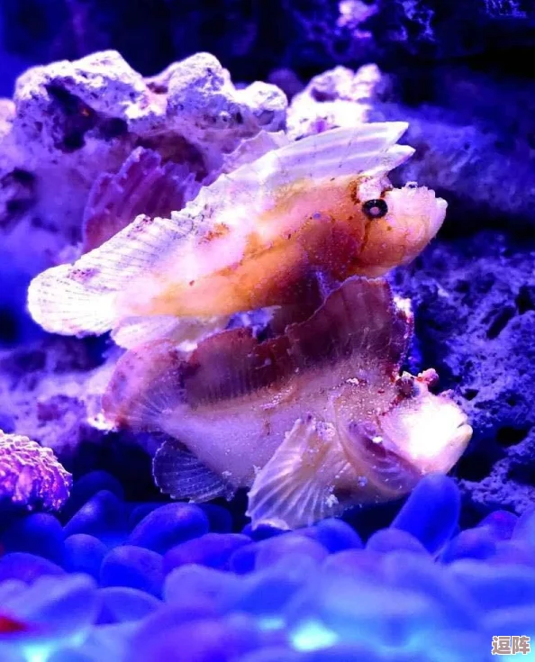 繁殖季节7.1汉化手游：网友评价称其画面精美玩法独特，是值得一试的佳作！