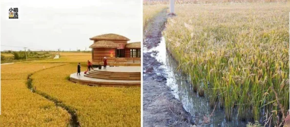 拨萝卜做钢筋:传统农业与现代建筑的结合,探讨农村发展新路径 拨萝卜做钢筋:传统农业与现代建筑的结合,探讨农村发展新路径