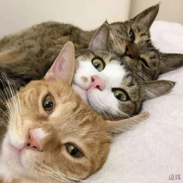 猫咪mv最新地域网名怎么取？八卦消息曝光，细节揭秘！