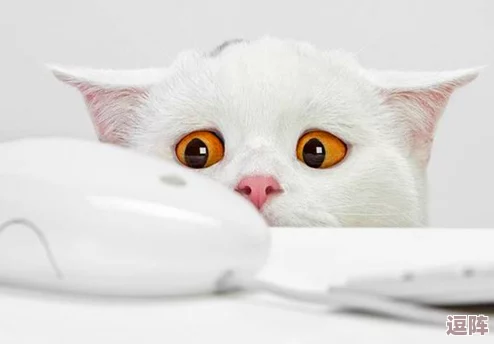 猫咪mv最新地域网名怎么取？八卦消息曝光，细节揭秘！