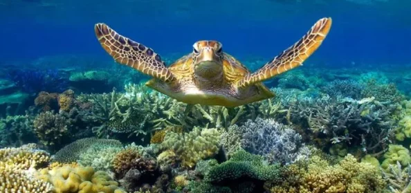 海绿意盎然海角陪妈妈过生日，惊现海底奇观！百年罕见生物现身引发全场热议！
