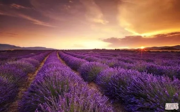 薰衣草研究所实验室入口处，惊现神秘新物种，科学家震惊发现其潜在治疗价值！