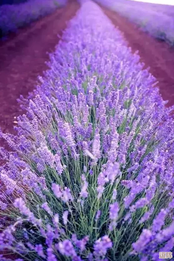 薰衣草研究所实验室入口处，惊现神秘新物种，科学家震惊发现其潜在治疗价值！