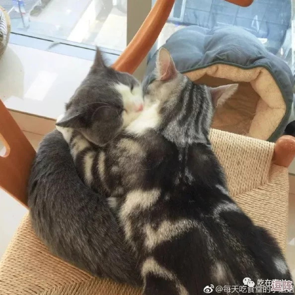柚子猫糖心：惊天发现！这种神秘水果竟然能有效促进猫咪健康，兽医们深感震惊！
