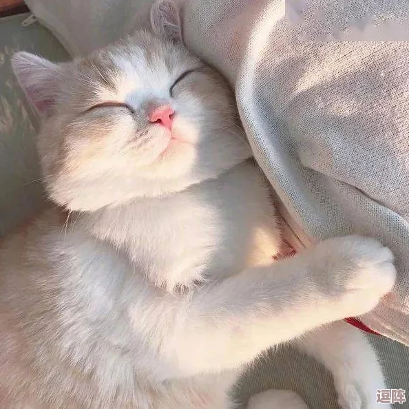 柚子猫糖心：惊天发现！这种神秘水果竟然能有效促进猫咪健康，兽医们深感震惊！
